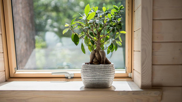 Ein Bonsai-Baum steht  vor einem Dachfenster um die KFW-Förderung zu symbolisieren
