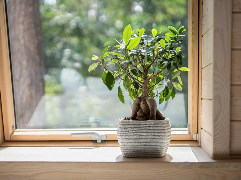 Ein Bonsai-Baum steht vor einem Dachfenster um die KFW-Förderung zu symbolisieren